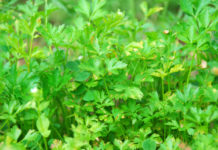 Prezzemolo 744 0 082 Prezzemolo